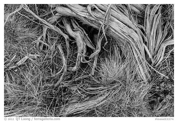 Close up of grasses and roots. Mesa Verde National Park (black and white)