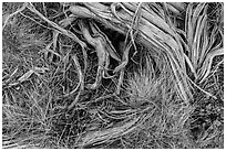 Close up of grasses and roots. Mesa Verde National Park, Colorado, USA. (black and white)