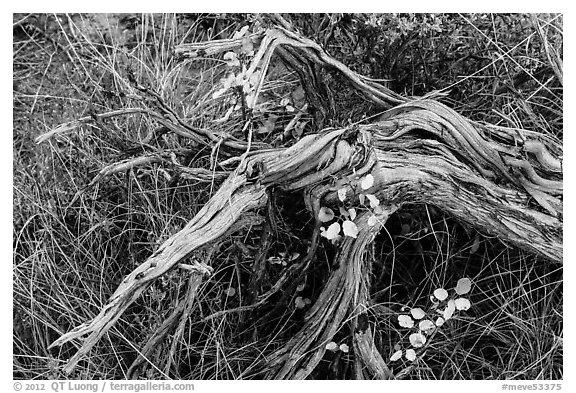 Close up of leaves, fallen wood and grasses. Mesa Verde National Park (black and white)