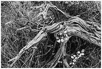 Close up of leaves, fallen wood and grasses. Mesa Verde National Park, Colorado, USA. (black and white)