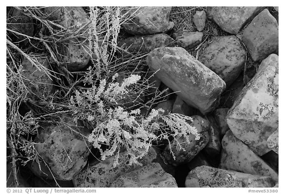Close up of flowers and rocks used in Ancestral Puebloan structures. Mesa Verde National Park (black and white)