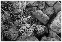 Close up of flowers and rocks used in Ancestral Puebloan structures. Mesa Verde National Park, Colorado, USA. (black and white)