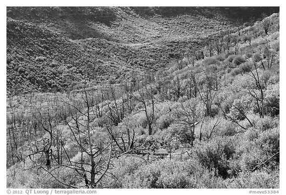 Canyon with burned trees and brush in fall colors. Mesa Verde National Park (black and white)