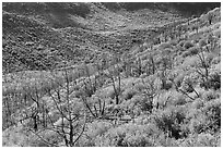 Canyon with burned trees and brush in fall colors. Mesa Verde National Park ( black and white)