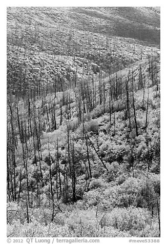 Burned forest and vividly colored shurbs in autumn. Mesa Verde National Park (black and white)