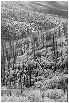 Burned forest and vividly colored shurbs in autumn. Mesa Verde National Park ( black and white)