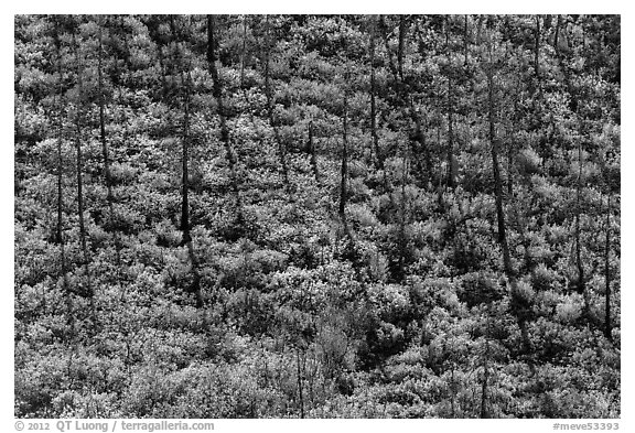 Slope with burned trees, shadows, and shurbs in autumn foliage. Mesa Verde National Park (black and white)
