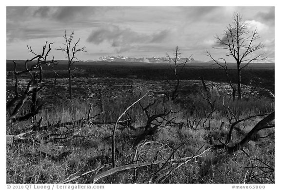 Burned trees and mountains from Wetherill Mesa. Mesa Verde National Park (black and white)