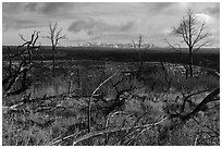 Burned trees and mountains from Wetherill Mesa. Mesa Verde National Park ( black and white)