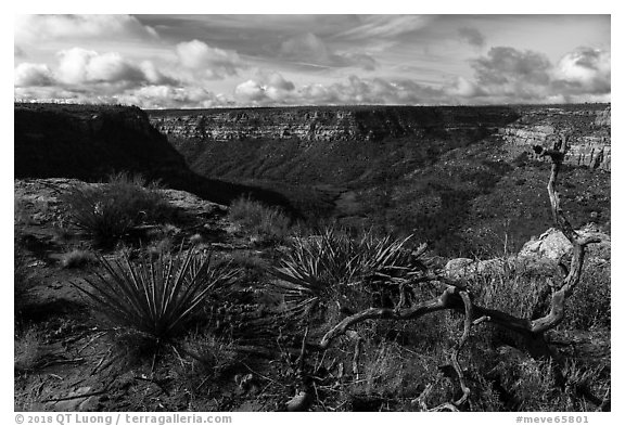 Canyon from rim, Wetherill Mesa. Mesa Verde National Park (black and white)
