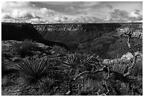 Canyon from rim, Wetherill Mesa. Mesa Verde National Park ( black and white)