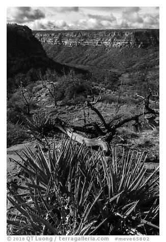 Yucca on canyon rim, Wetherill Mesa. Mesa Verde National Park (black and white)
