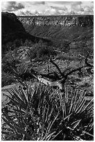 Yucca on canyon rim, Wetherill Mesa. Mesa Verde National Park ( black and white)