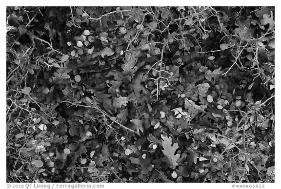 Close-up of bare branches and fallen leaves. Mesa Verde National Park (black and white)