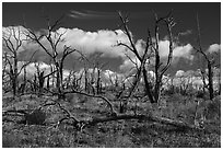Burned forest, Wetherill Mesa. Mesa Verde National Park ( black and white)