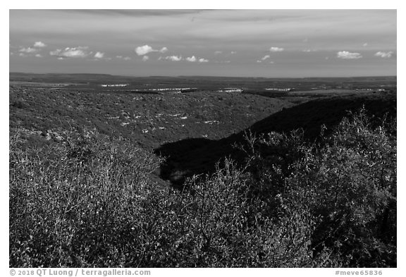 Srubs in autumn and cuesta, Wetherill Mesa. Mesa Verde National Park (black and white)