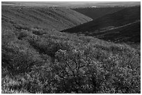 Gambel oak and Utah serviceberry brighten Wetherill Mesa slopes in autumn. Mesa Verde National Park ( black and white)