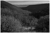 Autumn foliage of  Mountain shrub community, Wetherill Mesa. Mesa Verde National Park ( black and white)