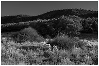 Frozen grasses and oaks. Mesa Verde National Park ( black and white)