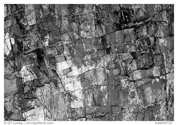 Triassic Era Colorful petrified wood close-up. Petrified Forest National Park (black and white)