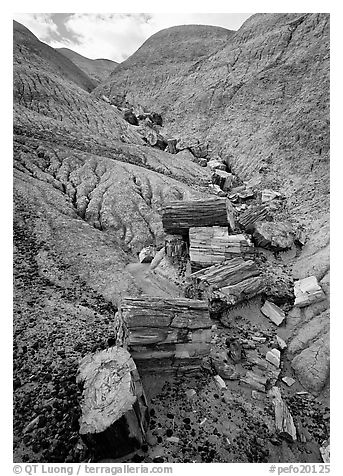 Petrified logs and Blue Mesa. Petrified Forest National Park (black and white)
