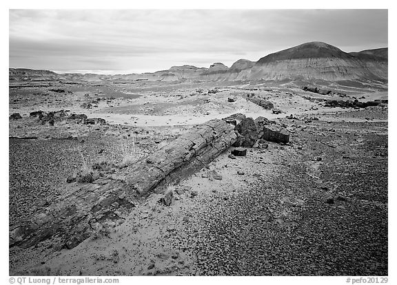 Long petrified log, and Chinle Formation rocks, Long Logs area. Petrified Forest National Park (black and white)