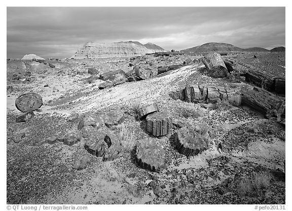 Petrified log and prehistoric-looking badlands. Petrified Forest National Park (black and white)