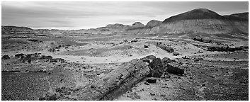 Prehistoric landscape with petrified truncs. Petrified Forest National Park (Panoramic black and white)