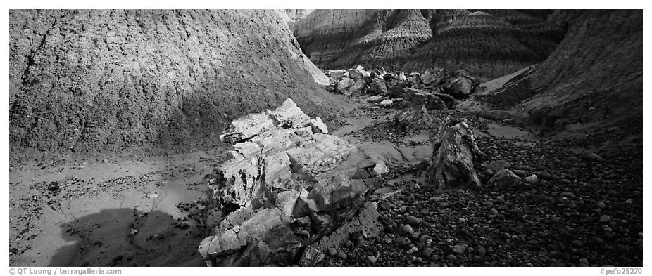 Petrified logs scattered in Blue Mesa badlands. Petrified Forest National Park (black and white)