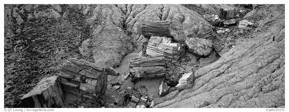 Petrifed logs in badland folds. Petrified Forest National Park (black and white)