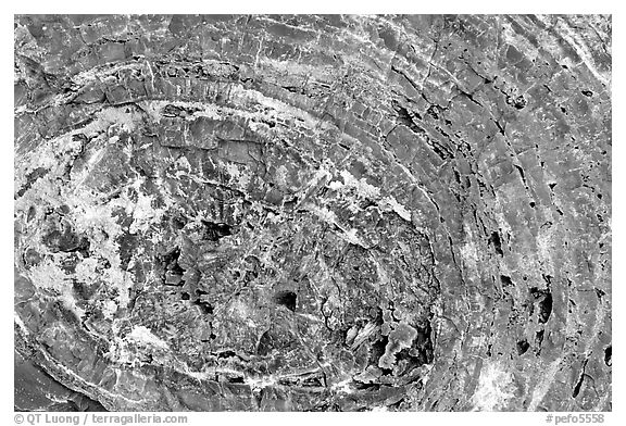 Petrified wood section. Petrified Forest National Park (black and white)