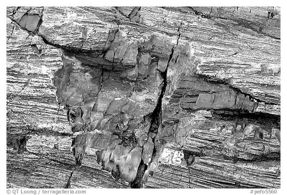 Petrified log detail with bark. Petrified Forest National Park (black and white)