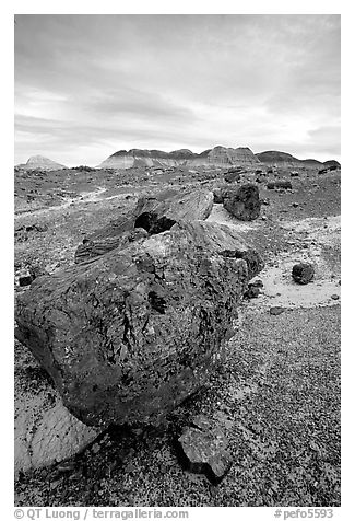 Triassic Era large petrified logs and badlands, Long Logs area. Petrified Forest National Park, Arizona, USA.