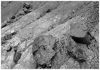 Red slices of petrified wood and blue clay, Long Logs area. Petrified Forest National Park ( black and white)