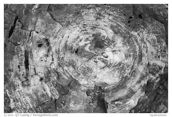 Section of colorful petrified wood, Rainbow Forest. Petrified Forest National Park (black and white)