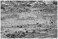 Scattered Jasper Forest petrified wood and badlands. Petrified Forest National Park ( black and white)