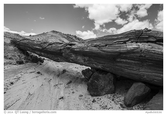 Ancient petrified log laying across arroyo, forming natural bridge called Onyx Bridge. Petrified Forest National Park (black and white)