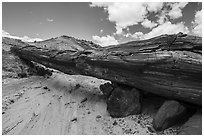 Ancient petrified log laying across arroyo, forming natural bridge called Onyx Bridge. Petrified Forest National Park ( black and white)