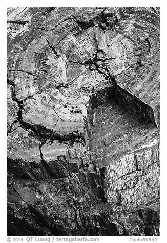 Close-up of black petrified log. Petrified Forest National Park (black and white)