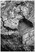 Close-up of black petrified log. Petrified Forest National Park ( black and white)
