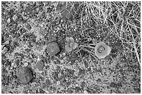 Ground view with wildflowers and black rock. Petrified Forest National Park ( black and white)
