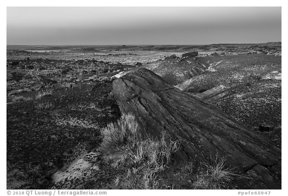 Long petrified longs and badlands at dawn. Petrified Forest National Park (black and white)