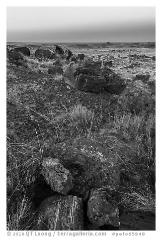 Petrified logs sections at dawn, Longs Logs. Petrified Forest National Park (black and white)
