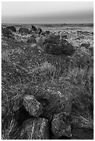 Petrified logs sections at dawn, Longs Logs. Petrified Forest National Park ( black and white)