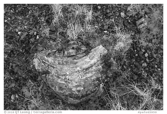 Close-up of grasses and pieces of petrified wood. Petrified Forest National Park (black and white)