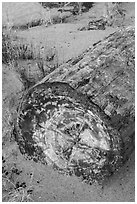 Petrified log with neat section. Petrified Forest National Park ( black and white)