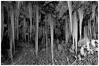 Icicles in Mossy Cave. Bryce Canyon National Park, Utah, USA. (black and white)