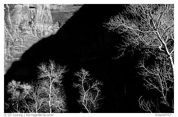 Bare cottonwoods and shadows in Zion Canyon. Zion National Park (black and white)