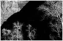 Bare cottonwoods and shadows in Zion Canyon. Zion National Park, Utah, USA. (black and white)