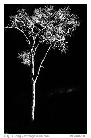 Spotlighted bare cottonwood, Zion Canyon. Zion National Park (black and white)